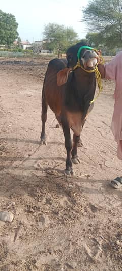 2 daant janwar available for sale qurbani 2k25