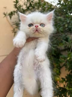 Persian kitten | triple long coated Kittens |  03406947464 WhatsApp