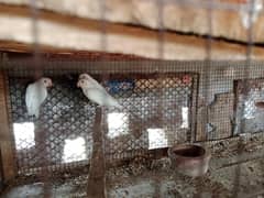 albino red eye , albino black eye , criminor , persnata red eye