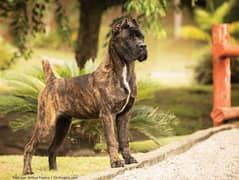 cane corso male puppy