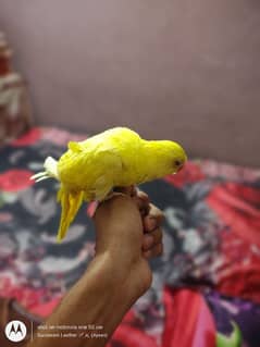yellow ringneck