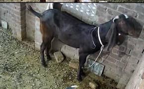 breadr Bakra nagra