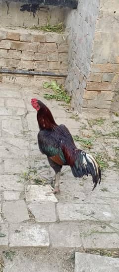 for sale
