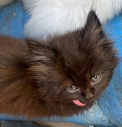 Persian kitten