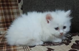 person cat for sale my WhatsApp number 03024805621