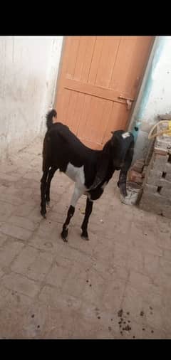 Bakra for sale