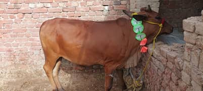 Qurbani Cow Weight 3.20 Man Price 215000