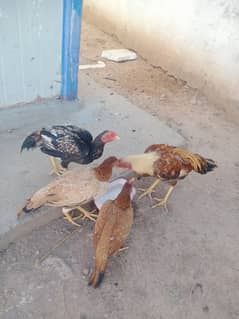 Half Aseel chicks for sale