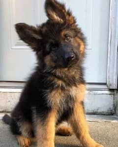 German shepherd puppies long coat my WhatsApp number 03001868066