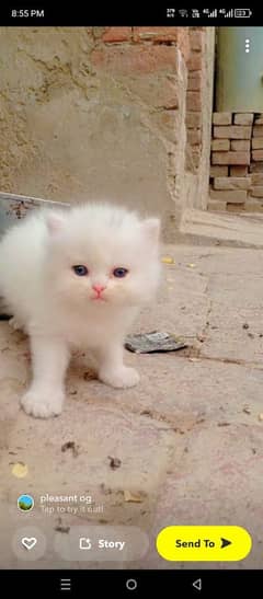 Persian cat for sale male or female my WhatsApp 0328=2023059