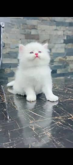 Persian cat for sale male or female my WhatsApp 0328=2023059