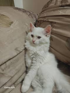 persian cat double coated