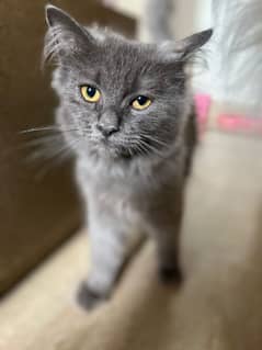 MALE KITTEN | TRIPLE COATED SELLING IMMEDIATELY