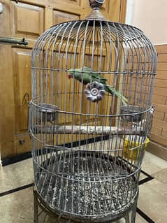 Raw parrot female