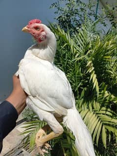 Aseel Heera murgha