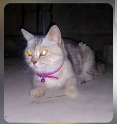 11 months . American shorthair  cat name. mishu