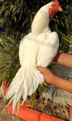 Top Quality paper white Heera Aseel | Heera murgha | paper white