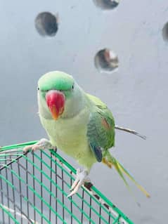 Raw parrot for sale