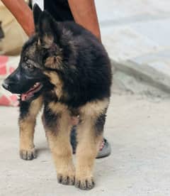 female German shepherd