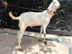 White Bakra for sale 2 dant for qurbani 03140796776