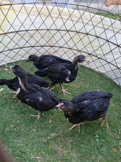 Aseel chicks for sale