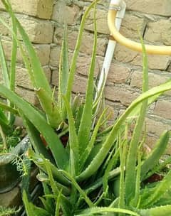 fresh aelovira heavy plant and juicy