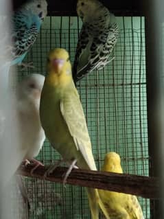budgies under size