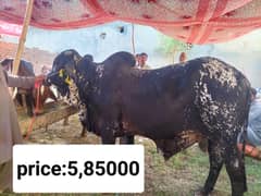 Qurbani