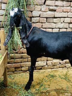 Donda bakra for sale