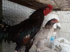selling aseel breed with chicks