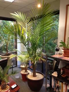 New Palm Majesty plant 5.5 feet