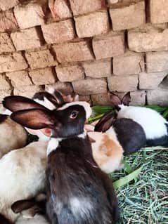 rabbit for sale