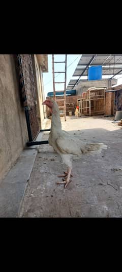Heera