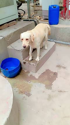 pure labra color brone