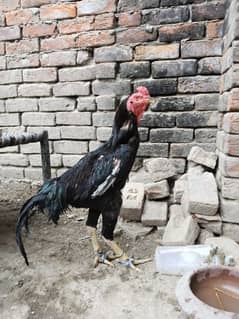 shamo murga
