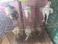 Hen pair