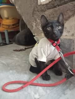 Kitten