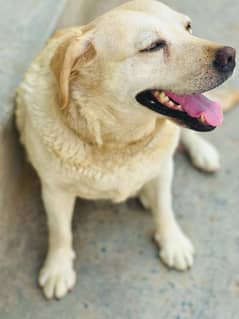 labrador English age3 female
