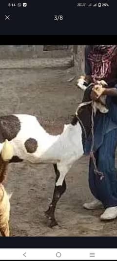 qurbani k lia bakri our shok k lia 25 kg ghosht hai