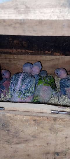khatha green ring neck parrot chicks age 25 days