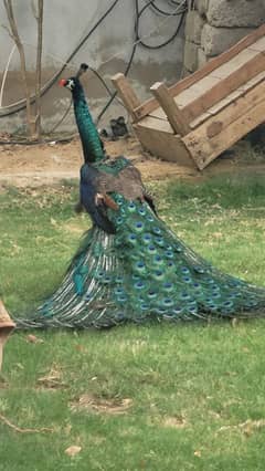peacock