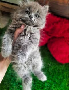 Persian kittens