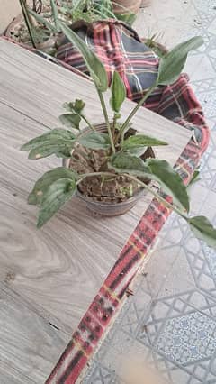 Plant