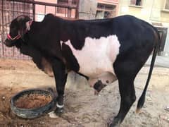Cow For Sale