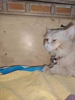 cute cat h gar ka Pala washroom train hai