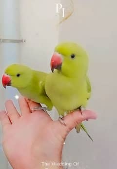 03369510495 single 6500 Green parrots self chicks