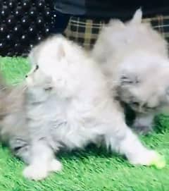 Persian hamalian british punch face piki face cat 03250387943