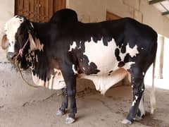 sahiwal bull | cholistani bull | Bachra | Cow | Qurbani vacha | 2 Dant