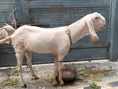 heavy very beautiful 2 tooth Rajanpur breed goats pair