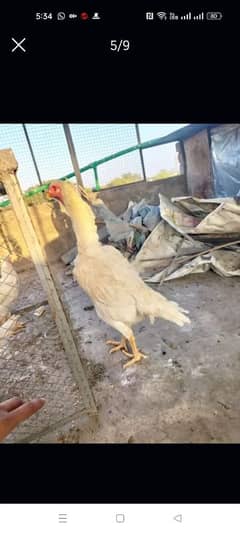 shamo